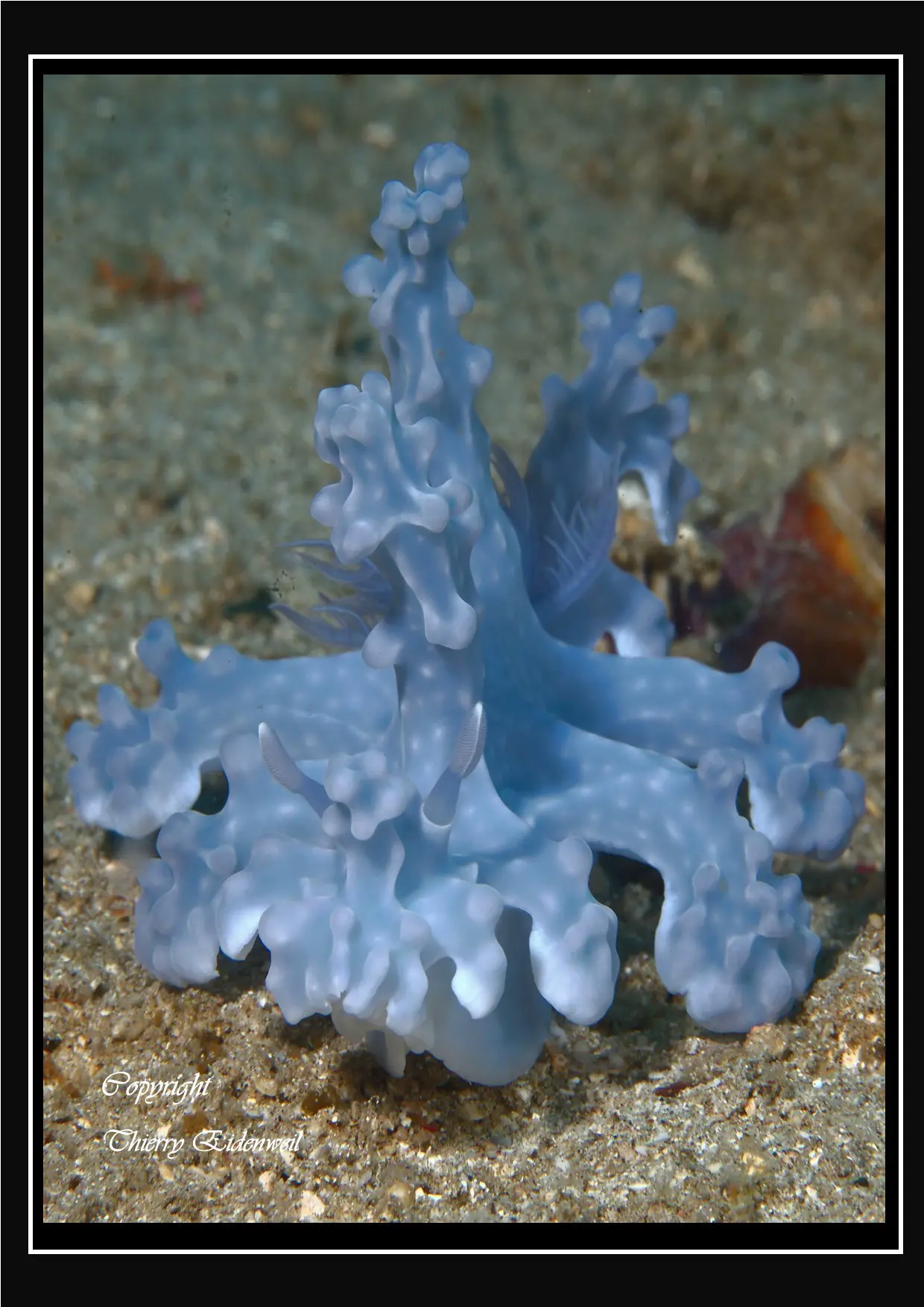 Anilao Macro Dive Media Highlight